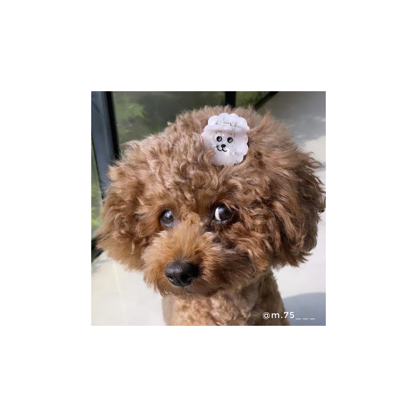 Mini pince à cheveux Bichon