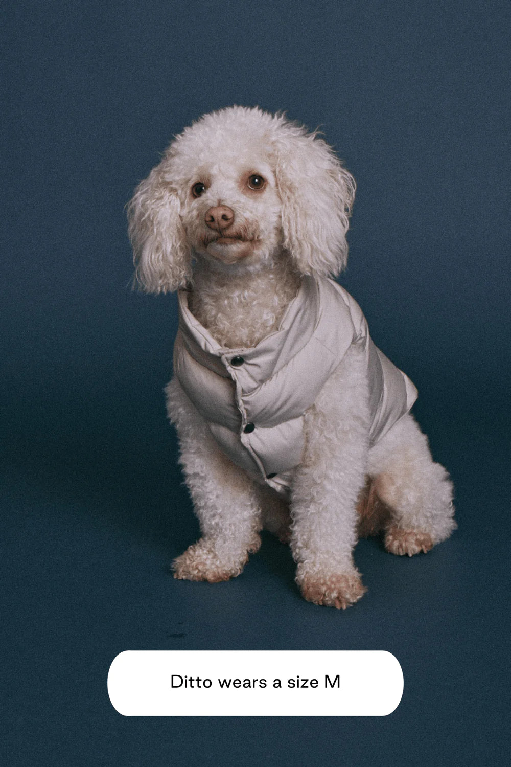Doudoune pour chien