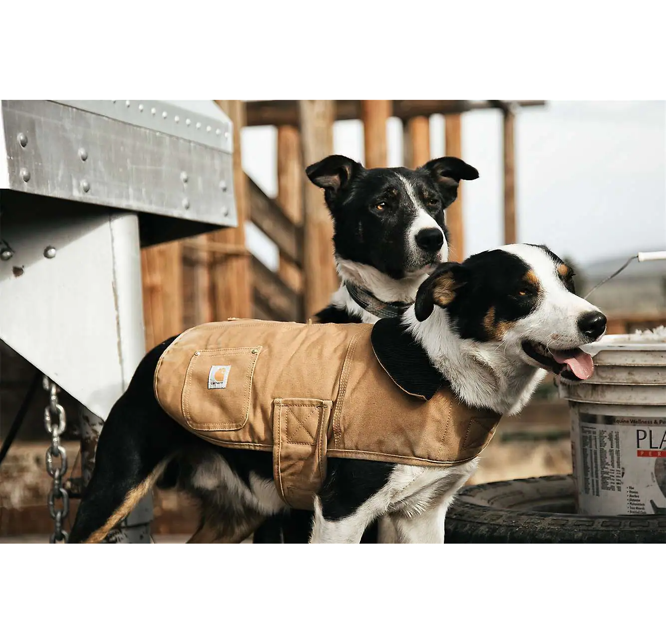 Manteau Firm duck insulated dog chore