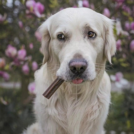 Sticks dentaires à la volaille