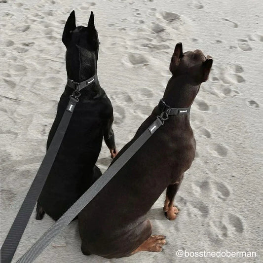 Laisse en sangle Samson