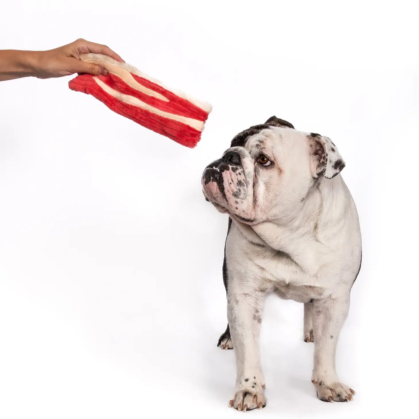 Jouet Bacon