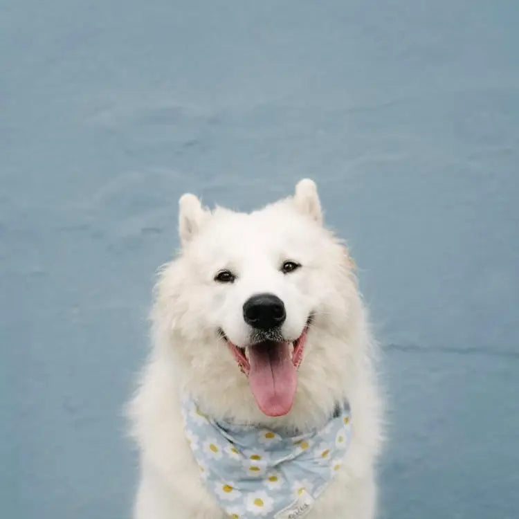 Bandana blue daisy