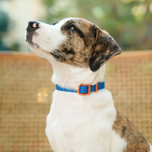 Collier imperméable bleu