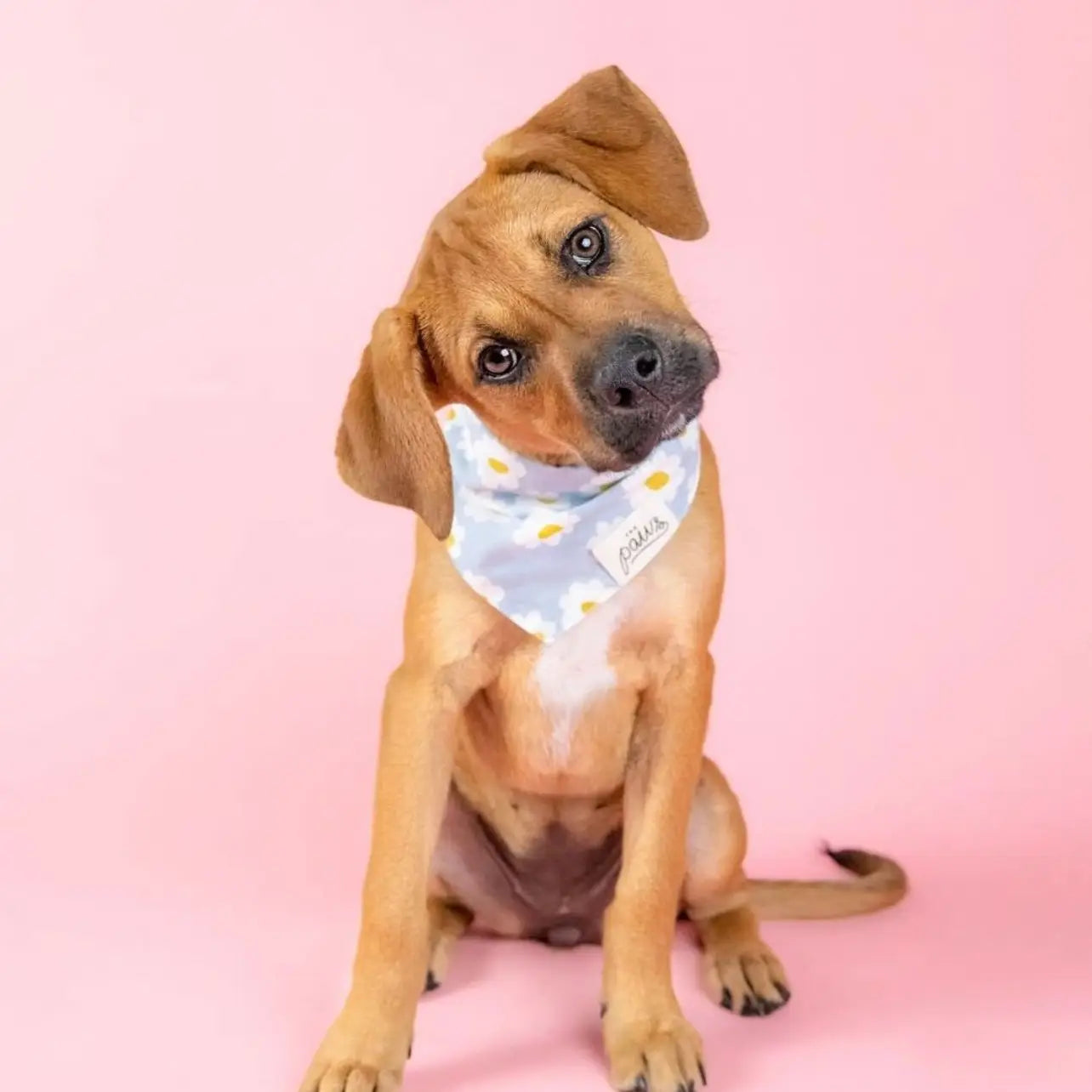 Bandana blue daisy