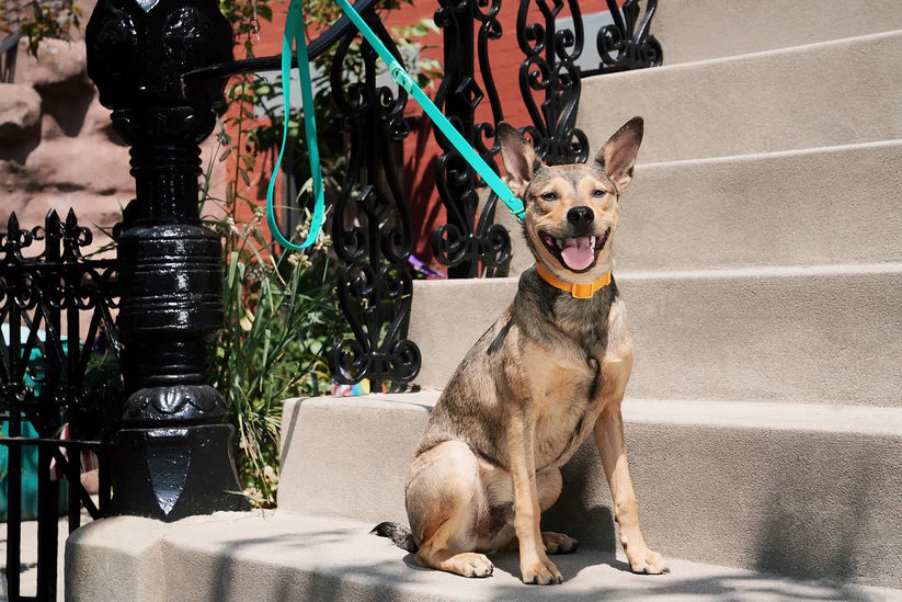 Laisse imperméable verte
