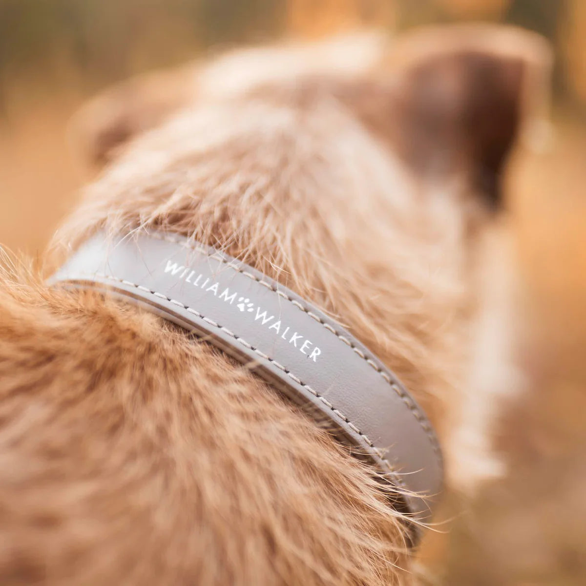 Collier pour chien Sand