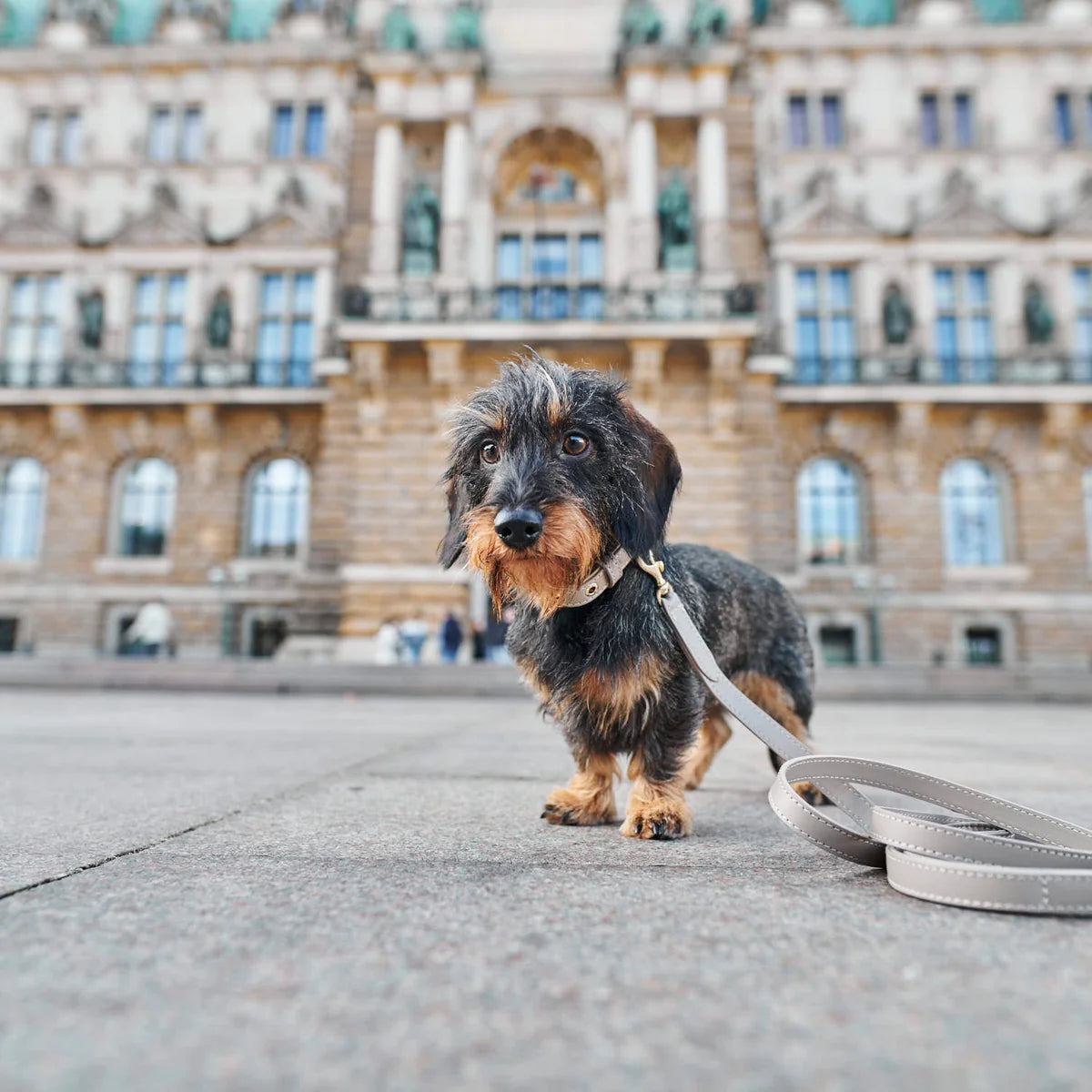Collier pour chien Sand