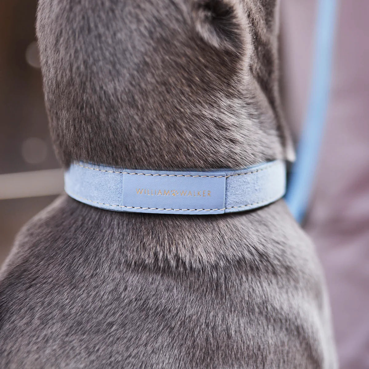 Collier pour chien Sky