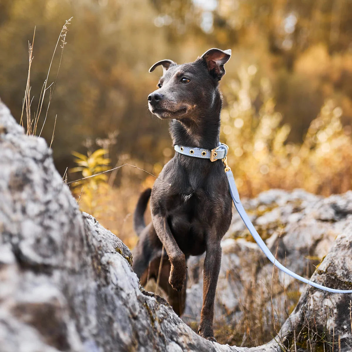 Collier pour chien Sky