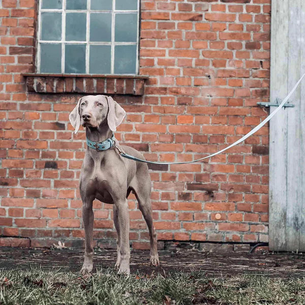 Collier pour chien Sky