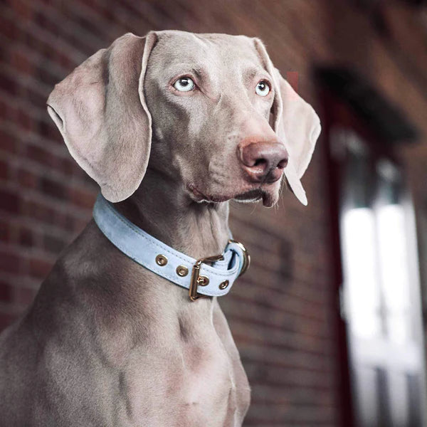 Collier pour chien Sky