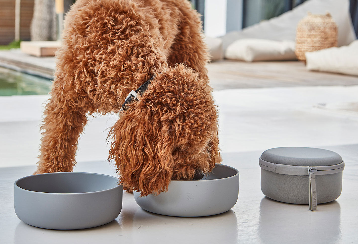 Bento pour chien
