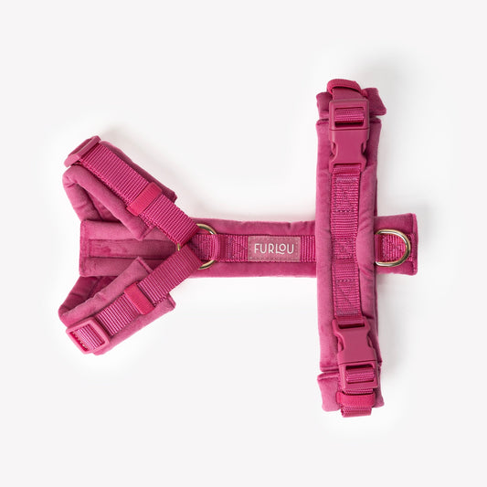 Harnais velours Magenta