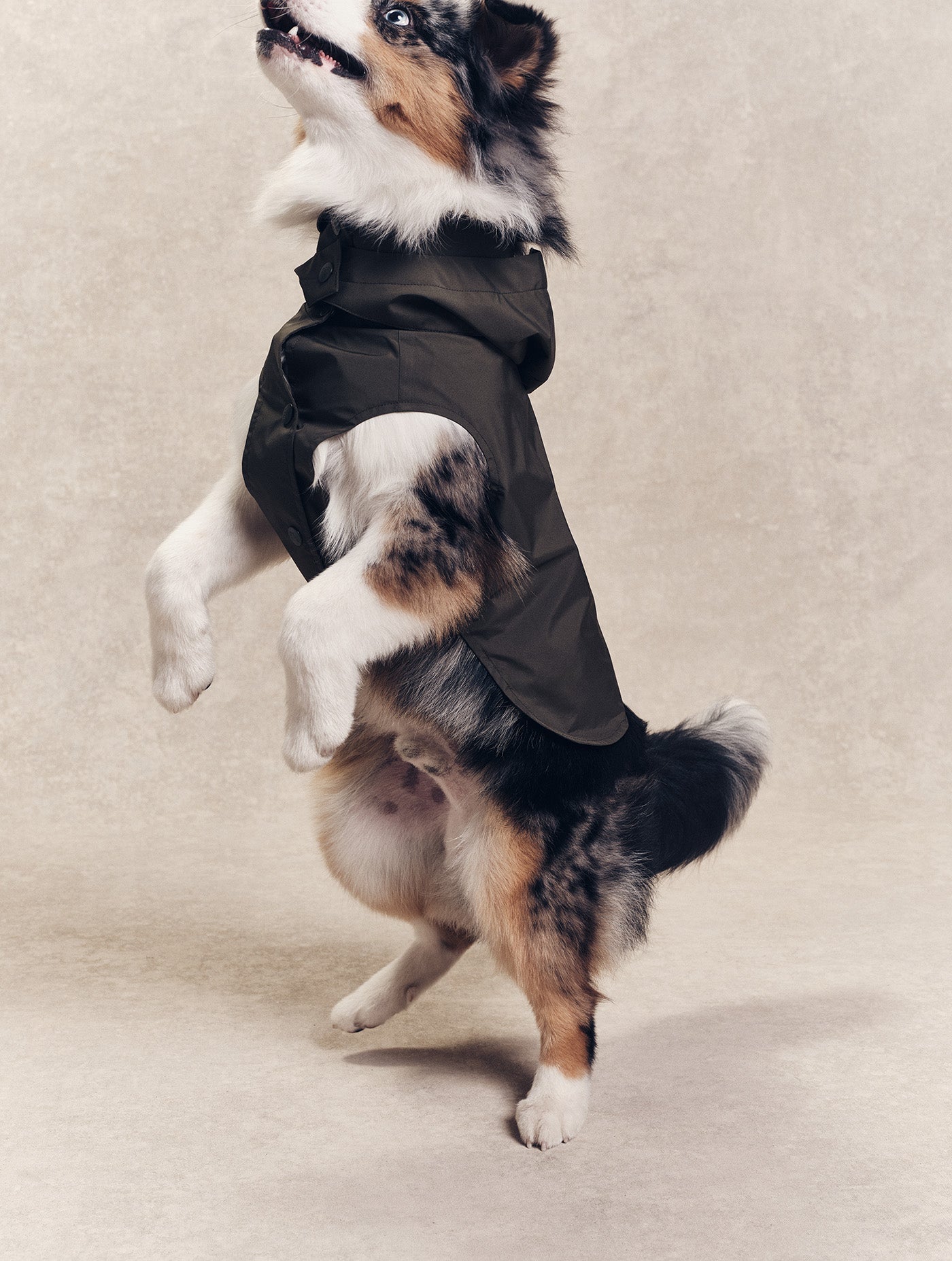 Imperméable pour chien Rainpack Light