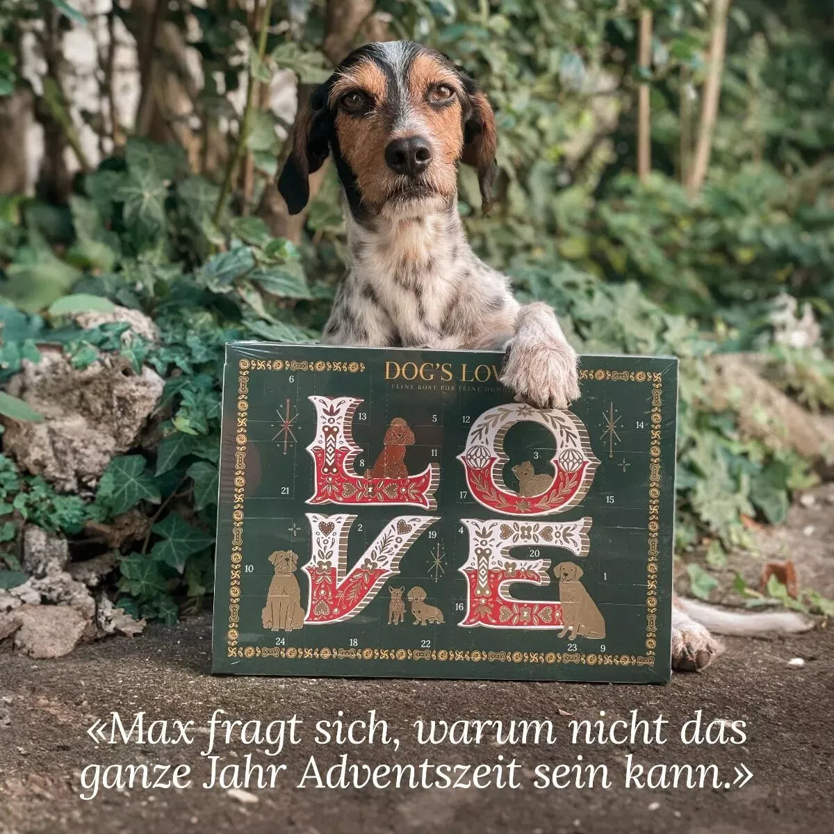 Calendrier de l'avent pour chien