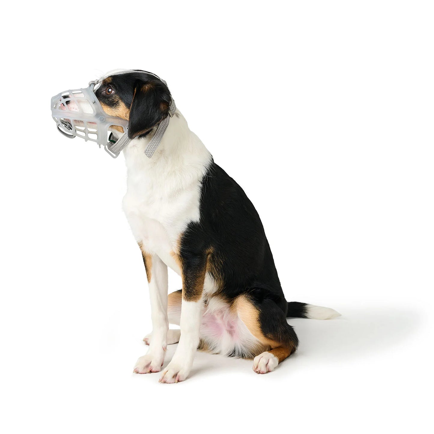 Muselière Albury pour chien