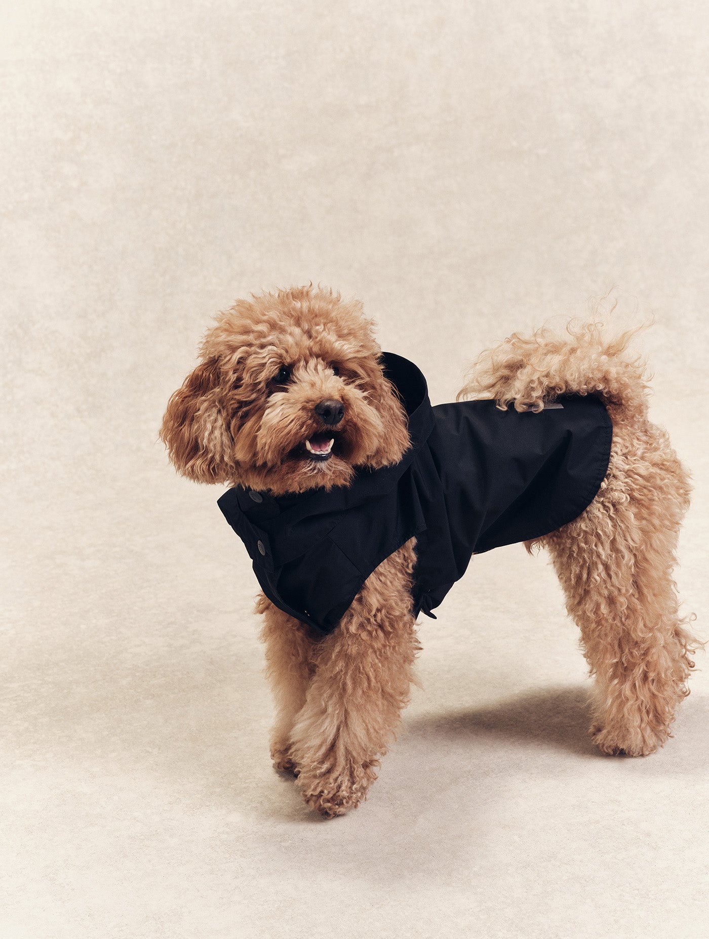 Imperméable pour chien Rainpack Light