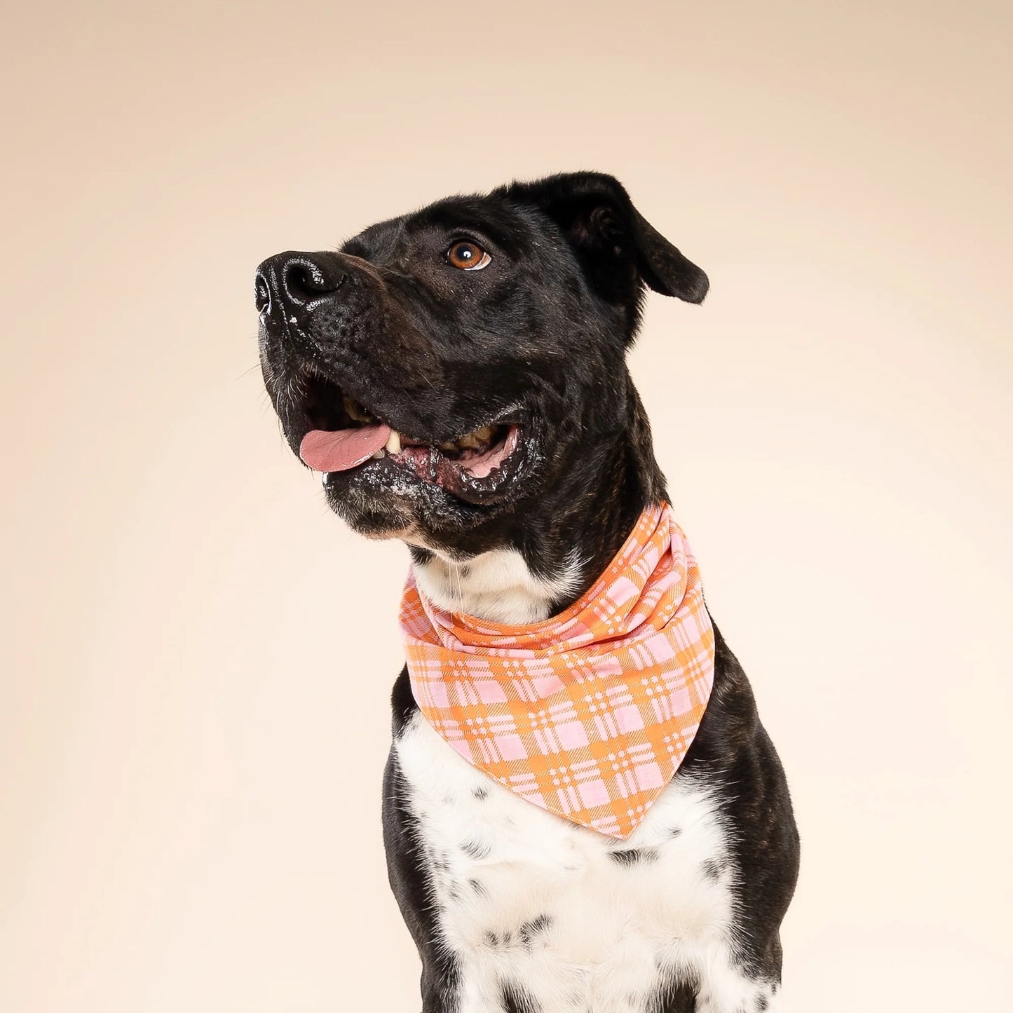 Bandana Stevie