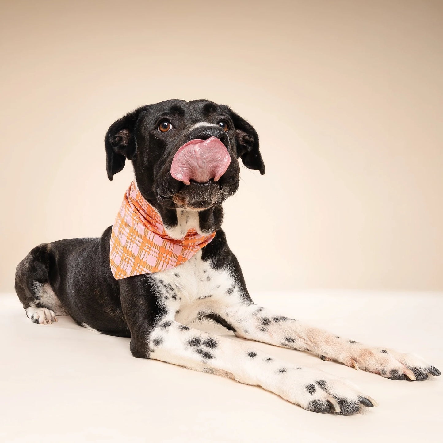 Bandana Stevie