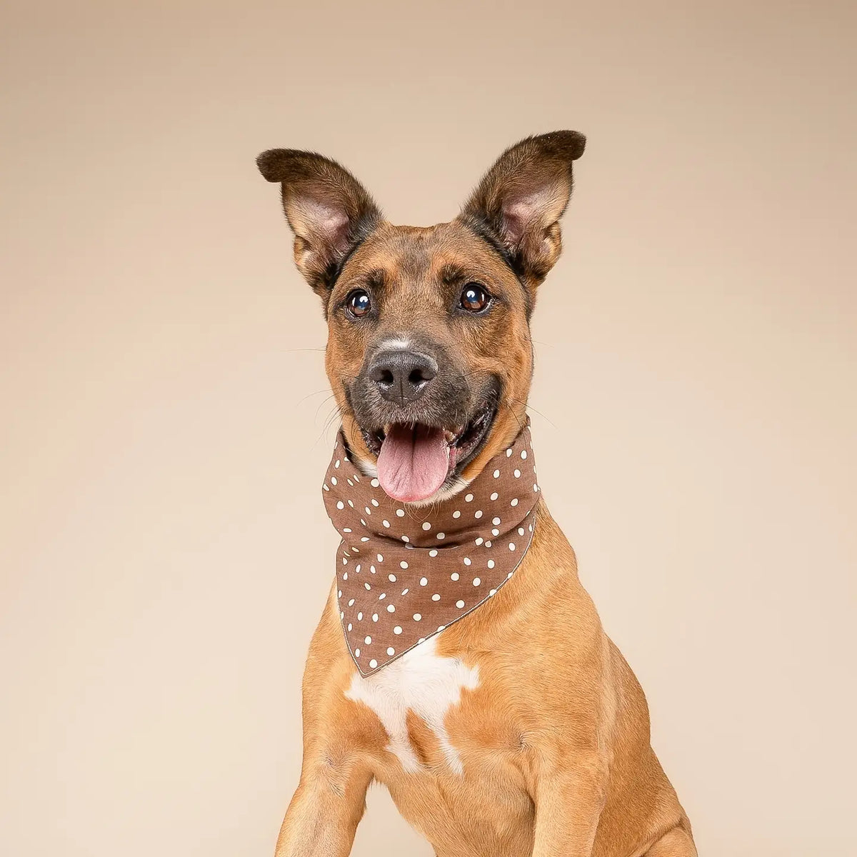 Bandana Chocolate Dots