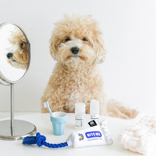 Jouet en peluche dentifrice