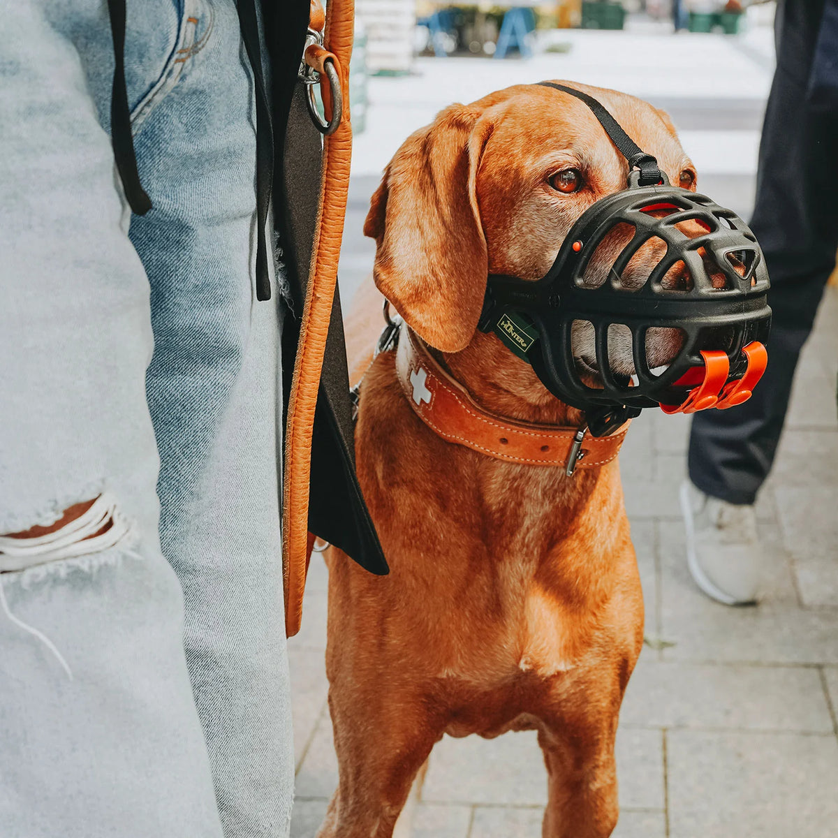 Muselière Albury pour chien