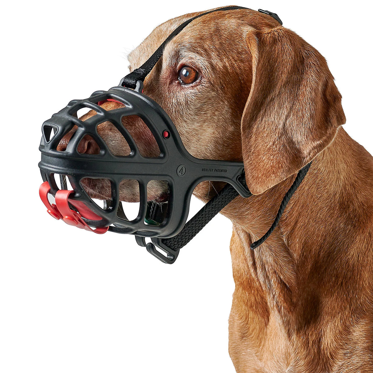 Muselière Albury pour chien