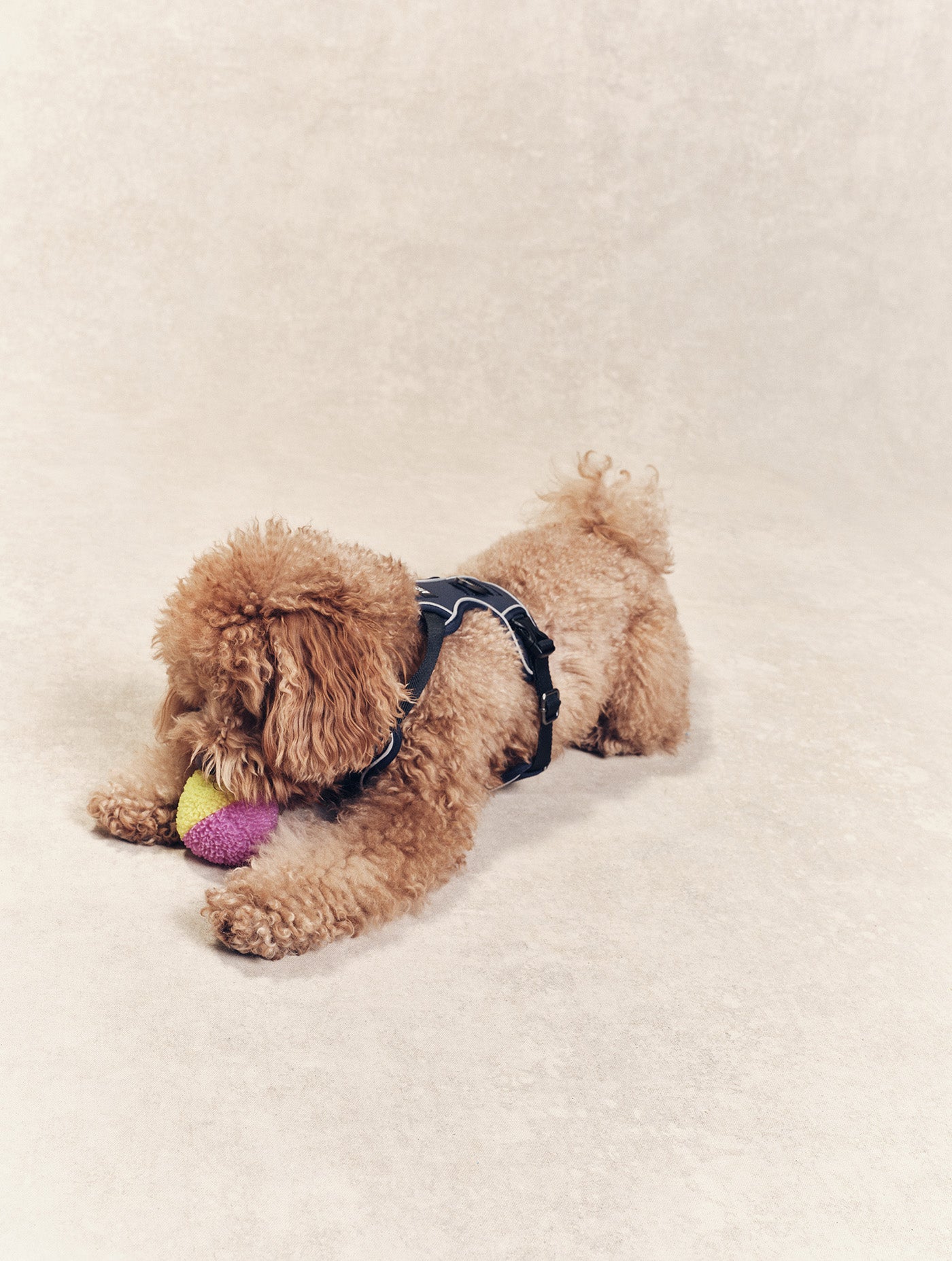 Laisse ajustable Aigle