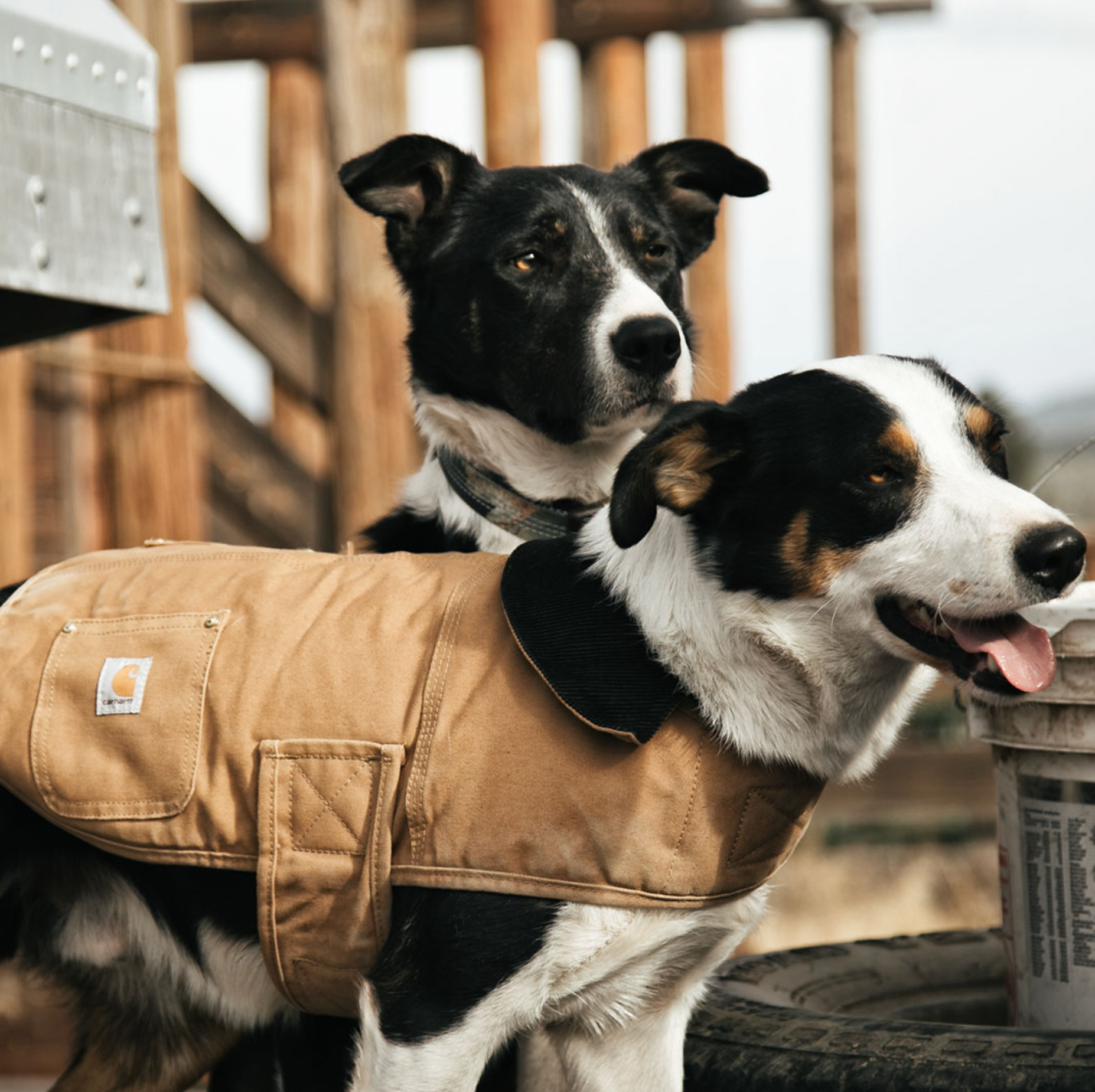 Insulated Dog Green Carhartt Dog Coat Manteau Firm Duck Insulated