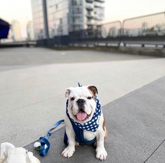 Bandana Classic blue check