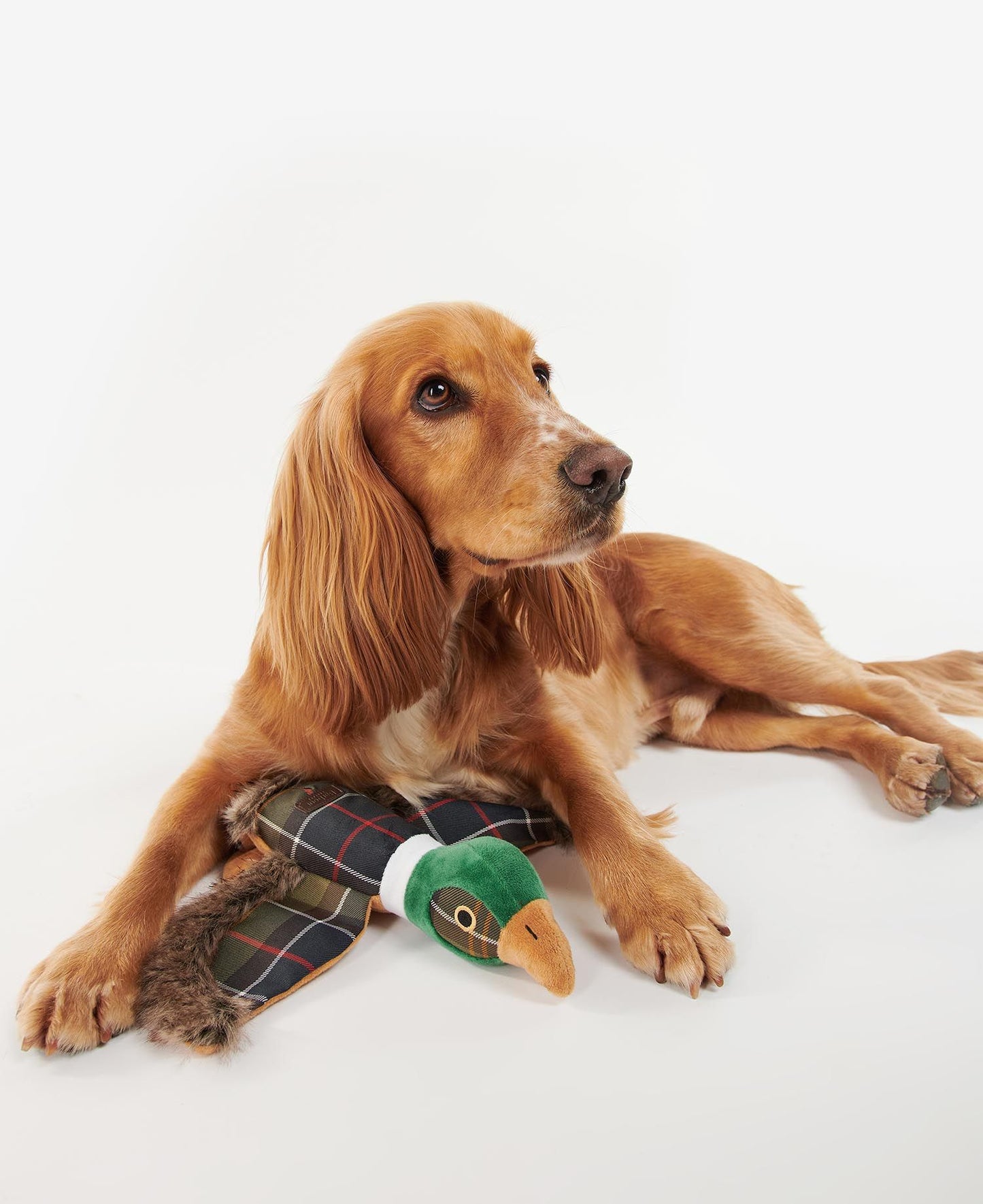 Jouet pour chien Barbour Pheasant