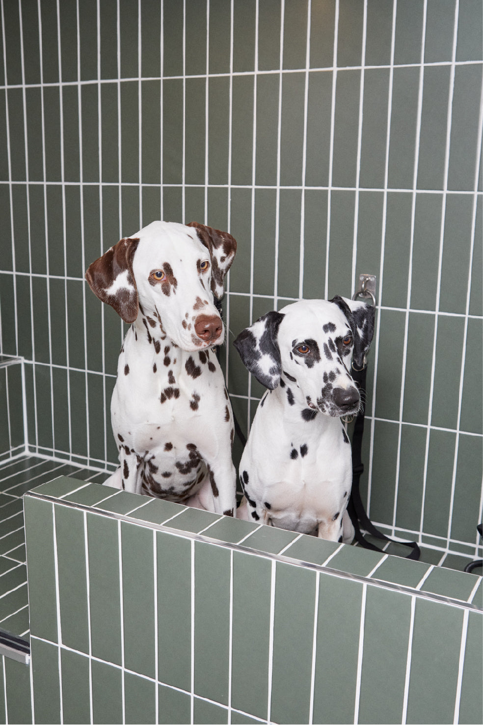 Chiens dalmatiens noir et foie dans dogwash toilettage en libre service