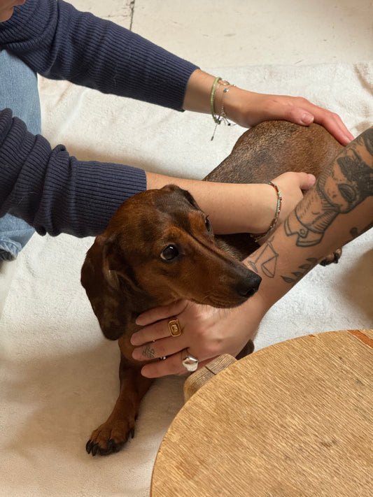 Ostéopathie canine