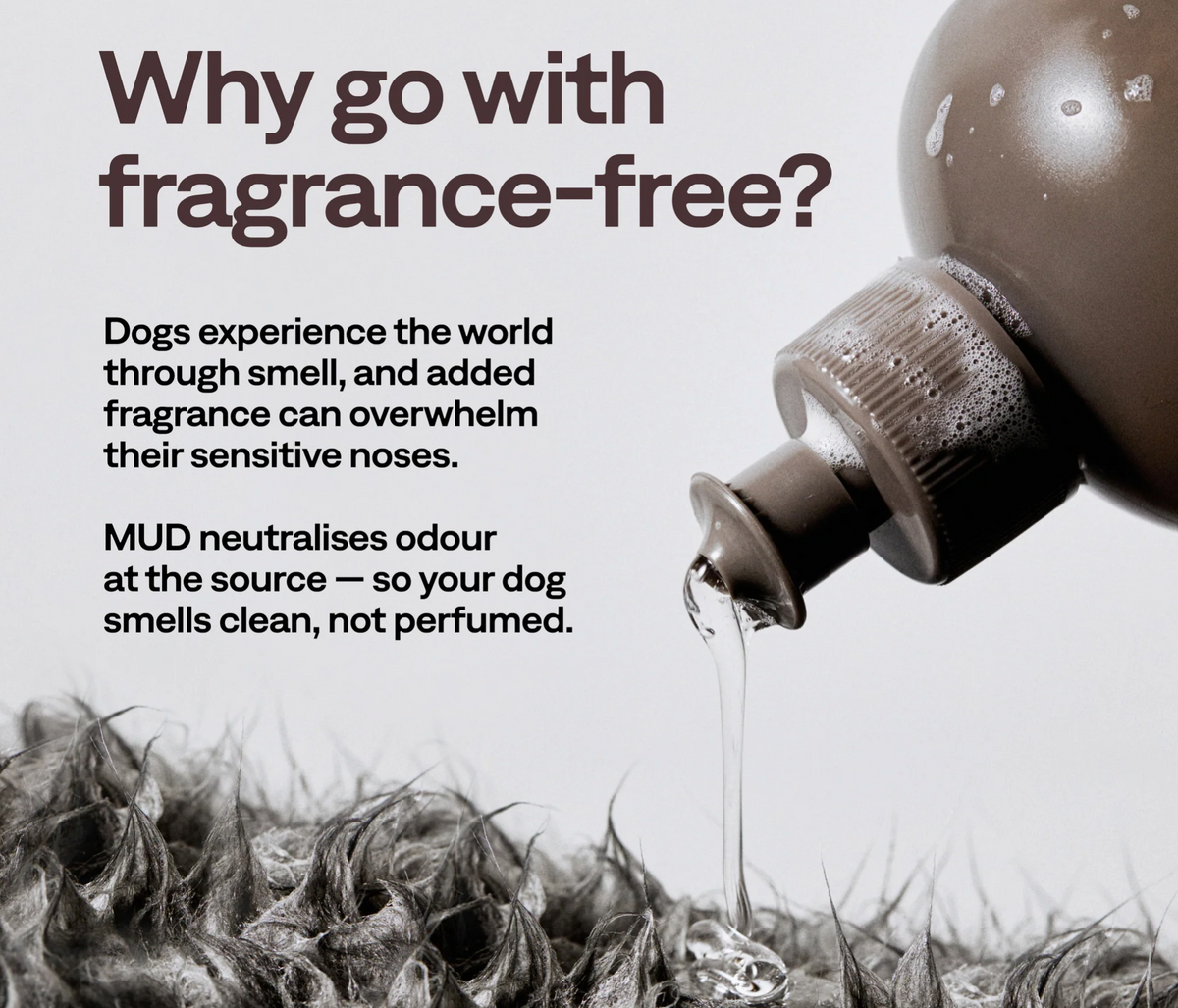Shampoing pour chiens sans parfum