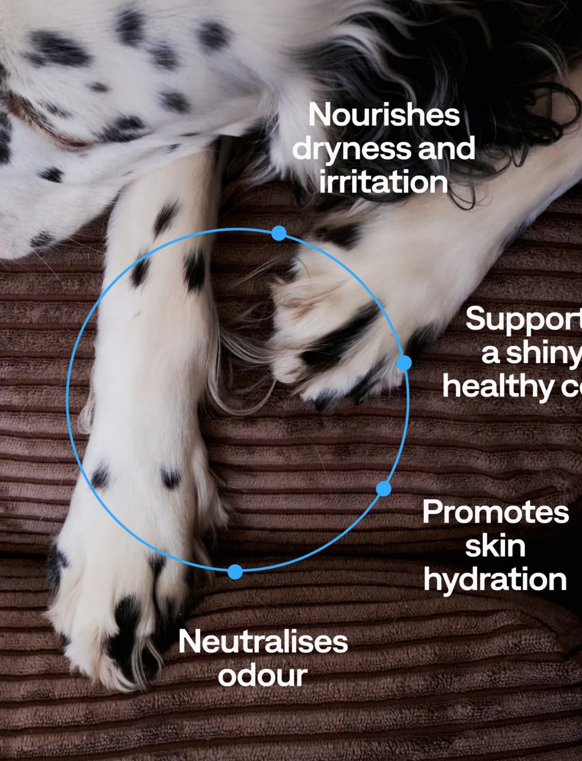 Shampoing pour chiens sans parfum