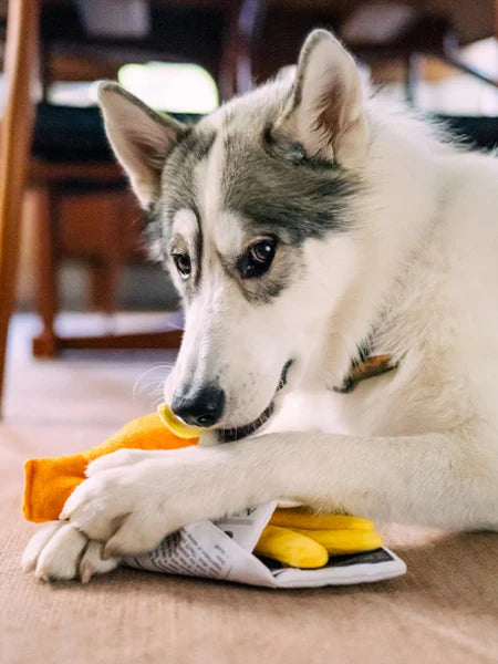 Jouet de fouille Fish and Chips Chippy Chews