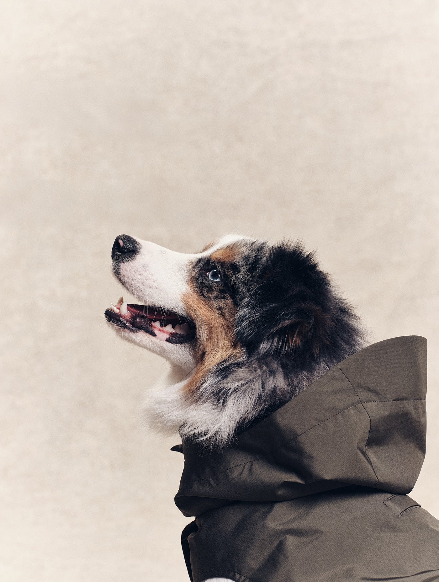 Imperméable pour chien Rainpack Light