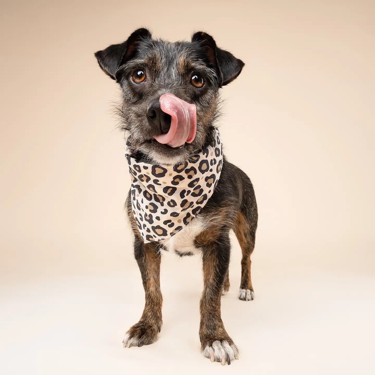 Bandana Pounce