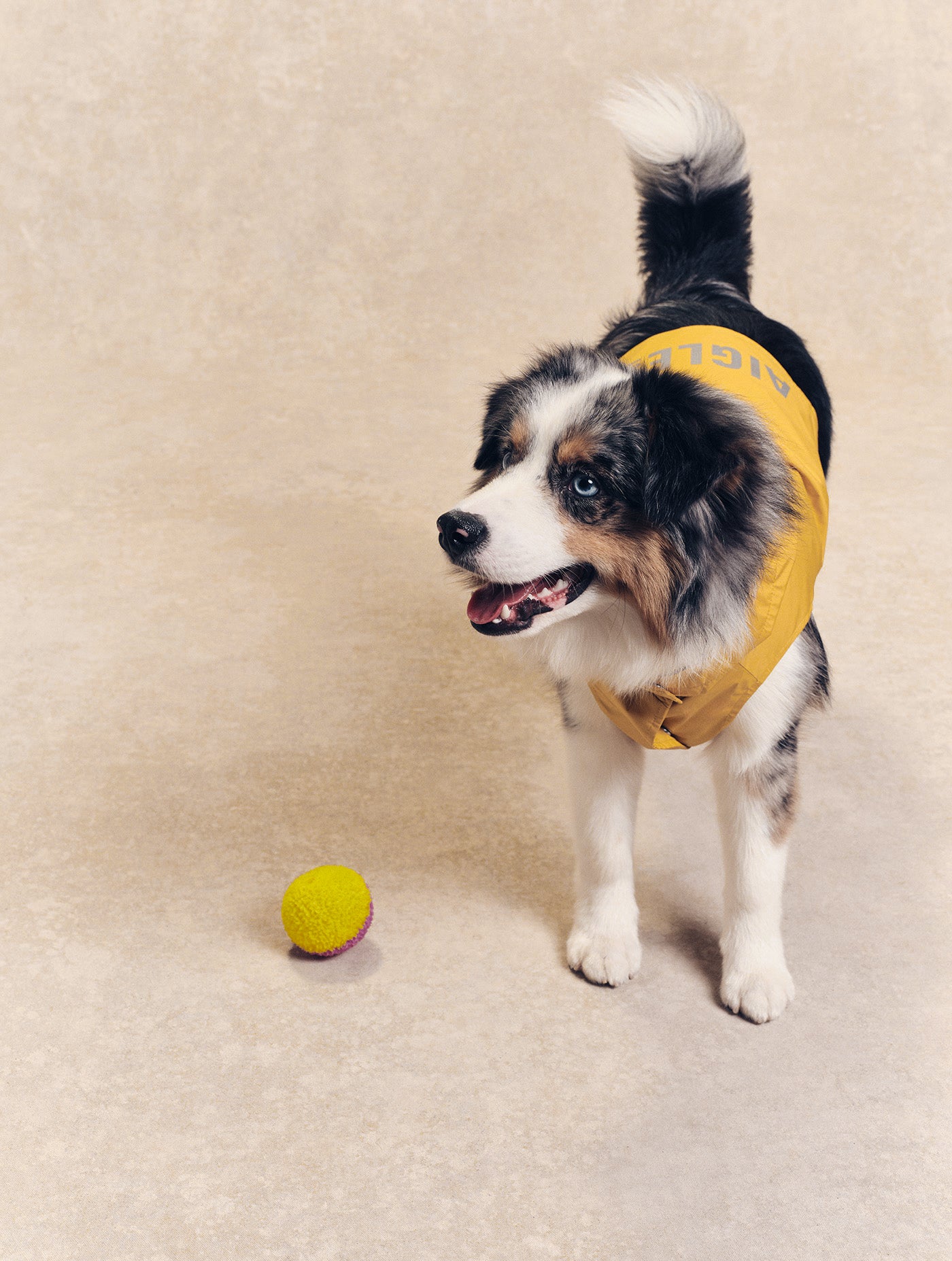 Imperméable pour chien Rainpack Light