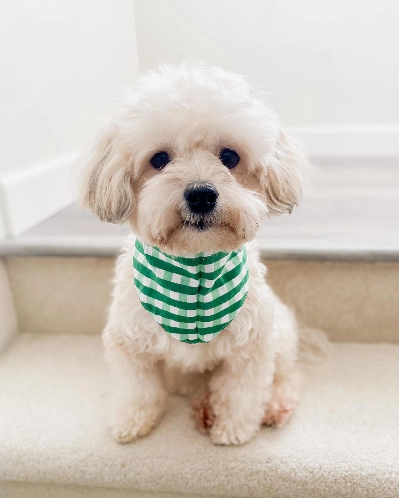 Bandana Classic green check