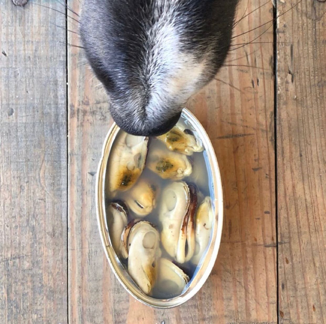 Moules vertes de Nouvelle-Zélande