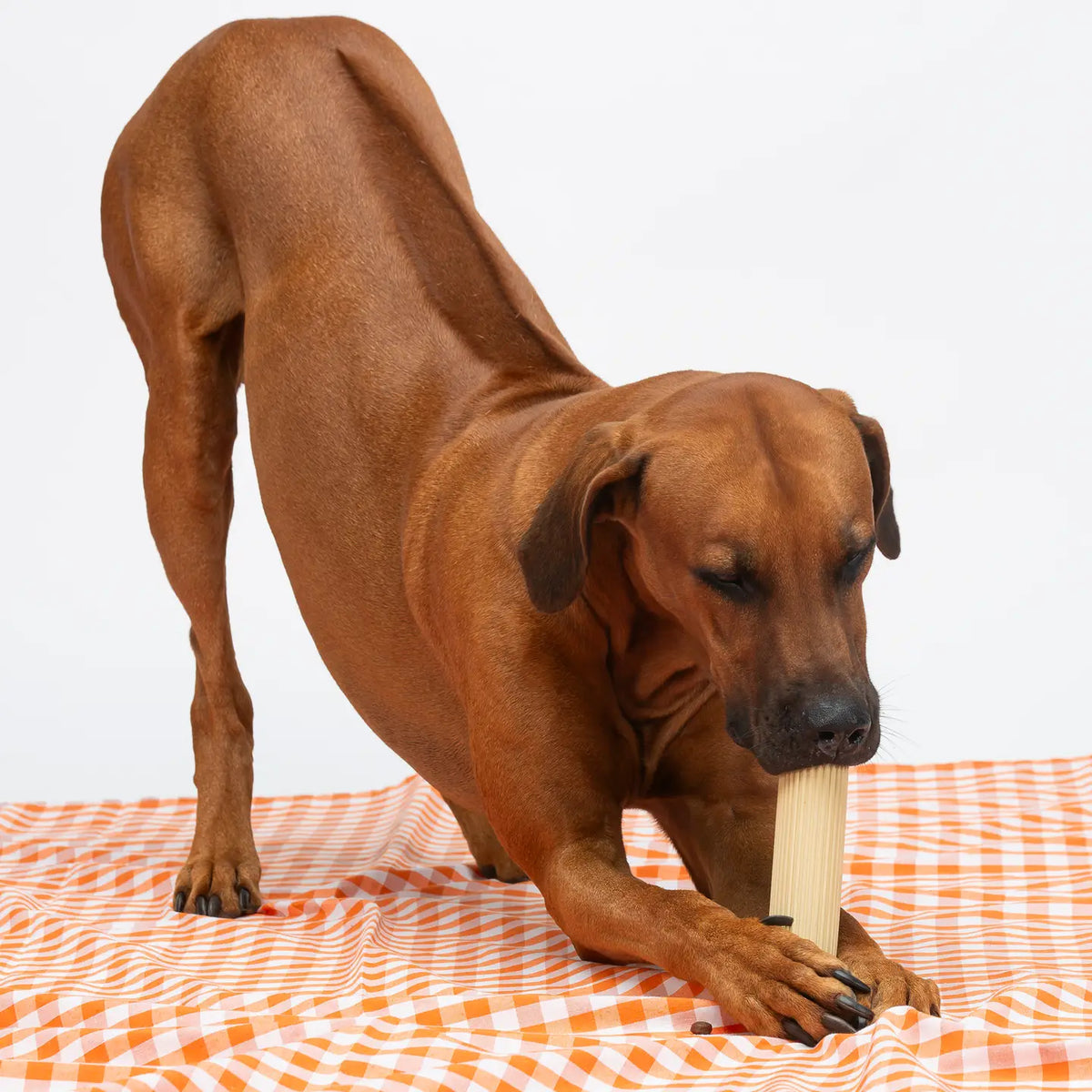 Jouet à mâcher Al Dente