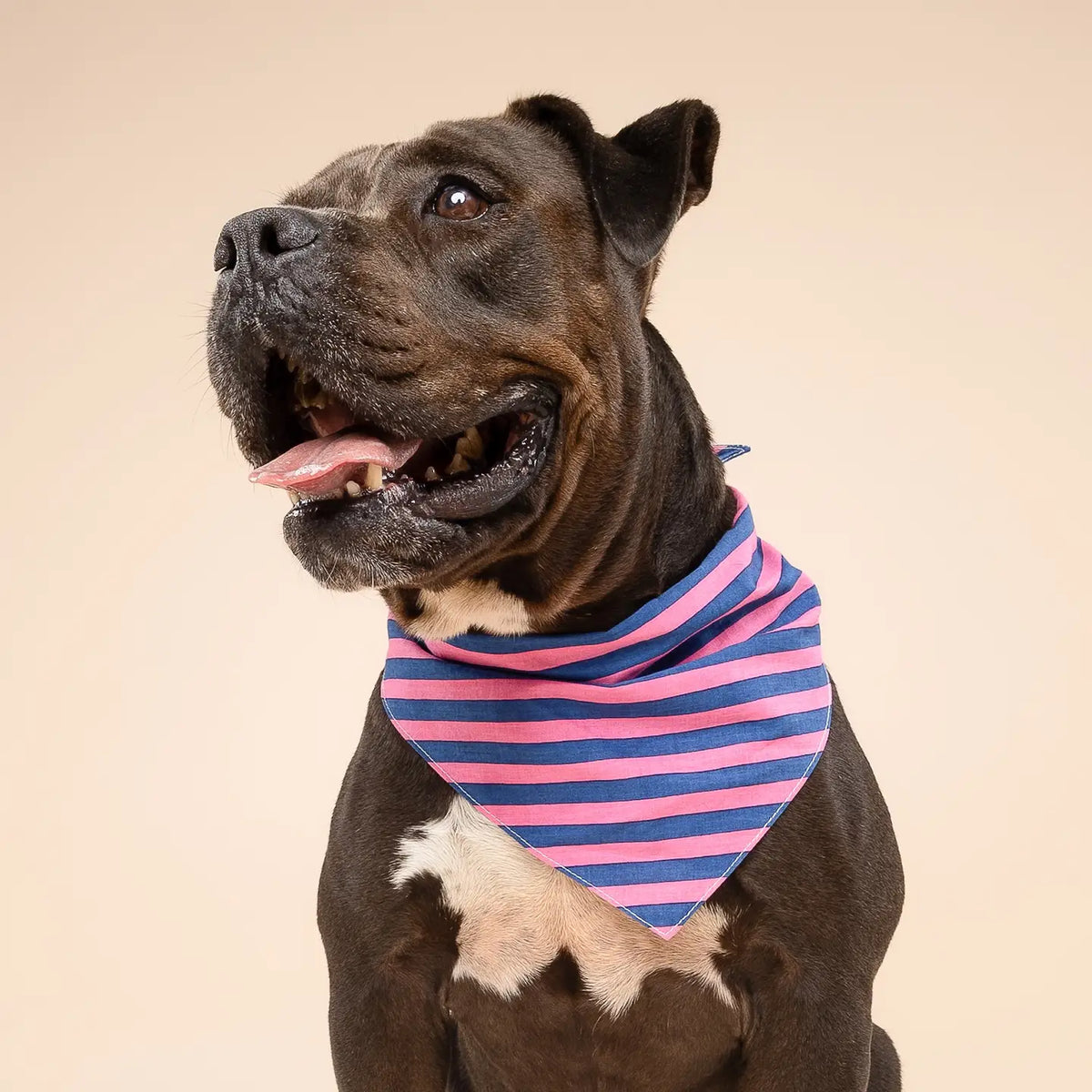 Bandana Pacific Stripes