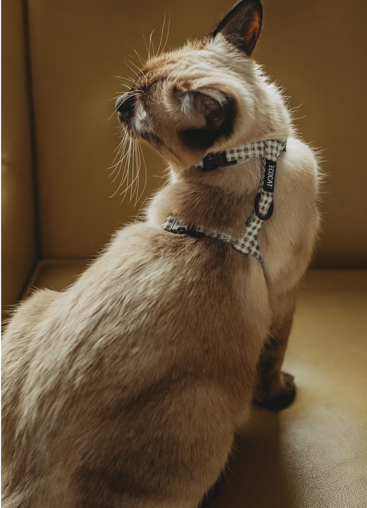 Ensemble harnais + laisse pour chat