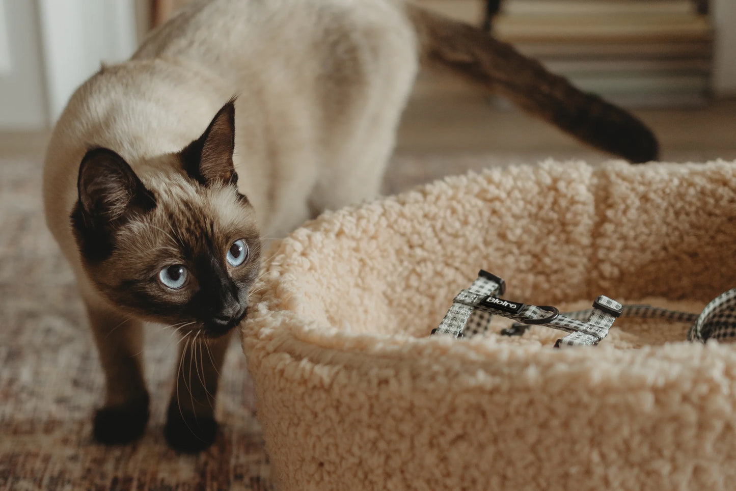Ensemble harnais + laisse pour chat