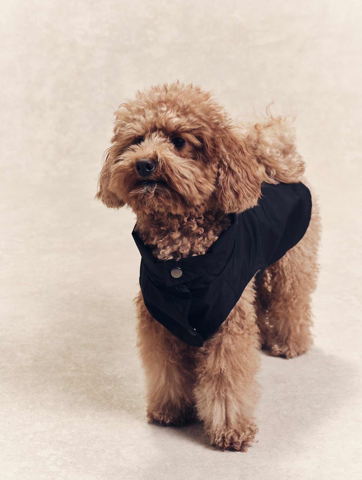 Imperméable pour chien Rainpack Light