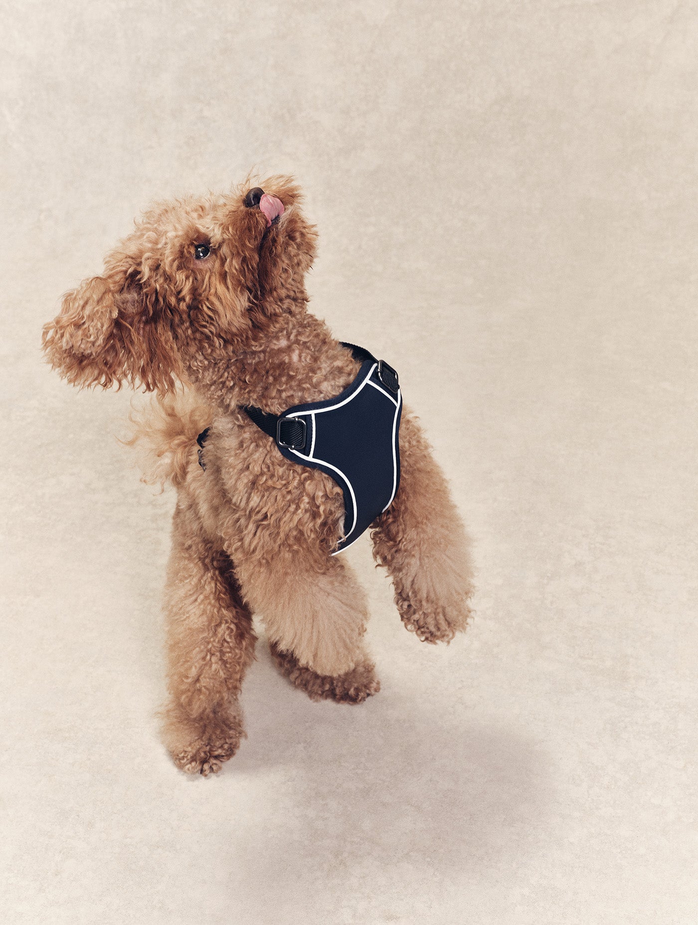 Harnais Aigle bleu marine