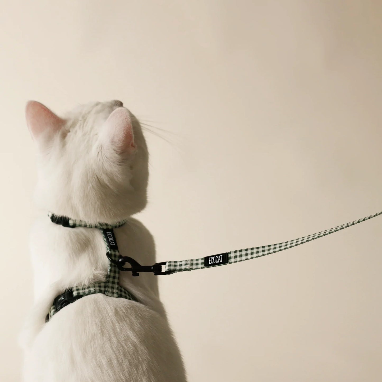 Ensemble harnais + laisse pour chat
