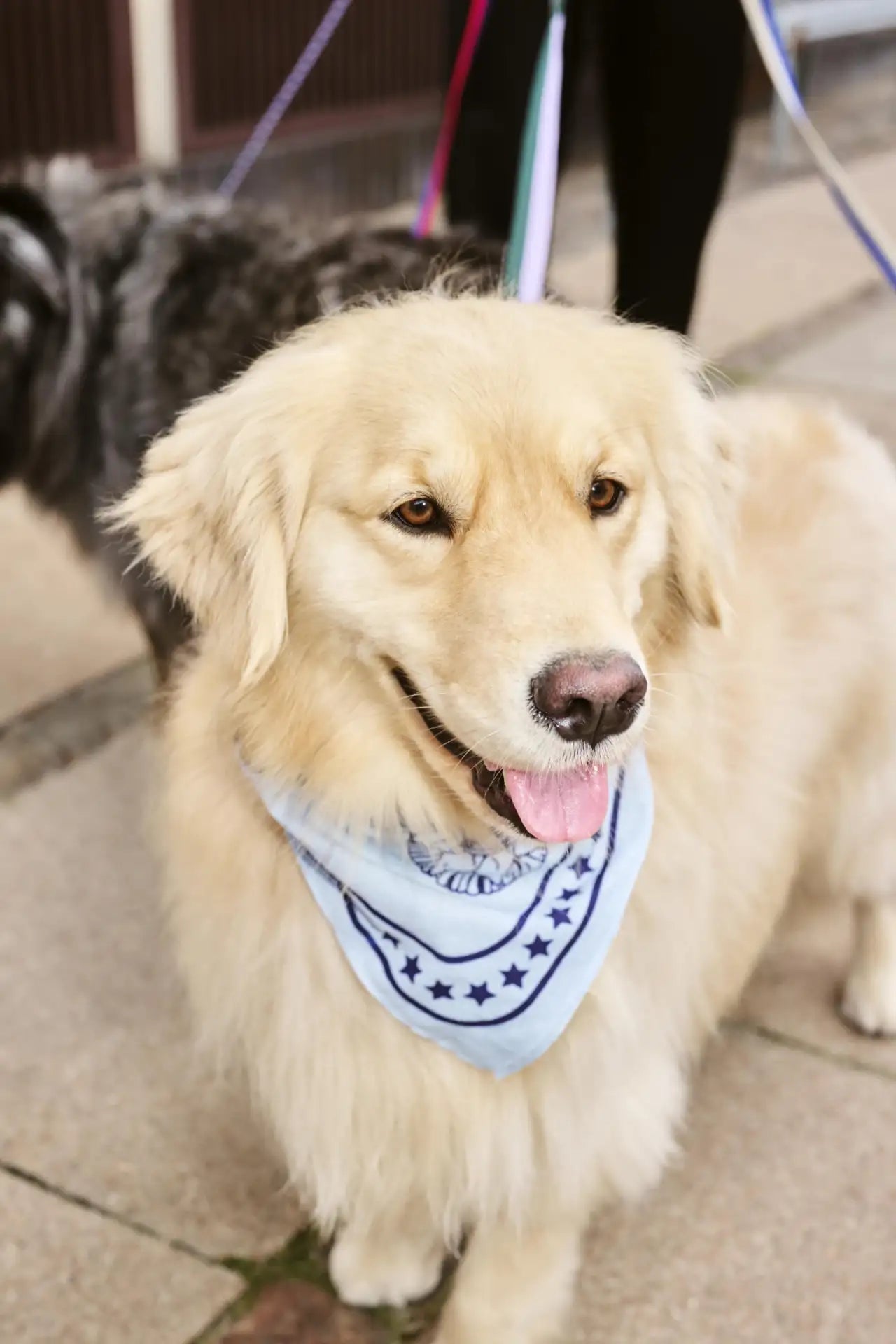 Bandana Light Blue HAY